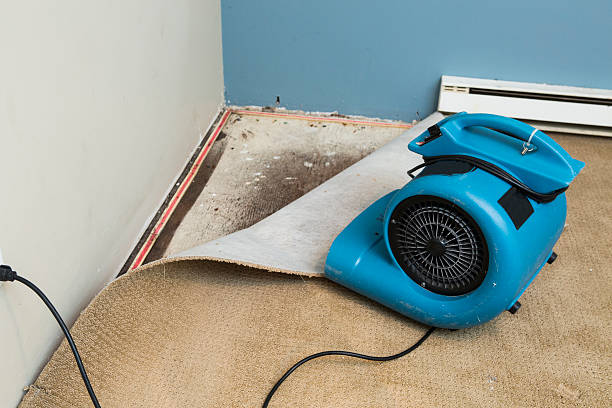 Best Water damage contractors near me  in Oli, PA